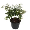 Dwarf Black Olive Tree Live Plant - Bucida spinosa - 4 inch Pot - Indoor/Outdoor - Image 1