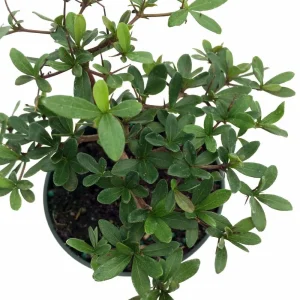 Dwarf Black Olive Tree Live Plant - Bucida spinosa - 4 inch Pot - Indoor/Outdoor - Image 2