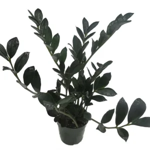 Dwarf Black ZZ Plant - Zamioculcas Zamicro - 4 inch Pot Live Houseplant - Image 2