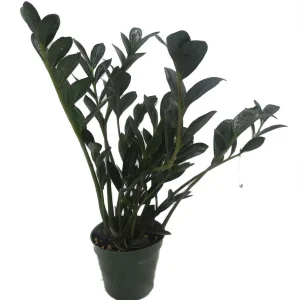 Dwarf Black ZZ Plant - Zamioculcas Zamicro - 4 inch Pot Live Houseplant - Image 3