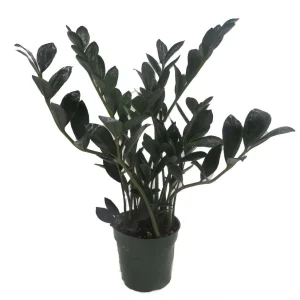 Dwarf Black ZZ Plant - Zamioculcas Zamicro - 4 inch Pot Live Houseplant - Image 1