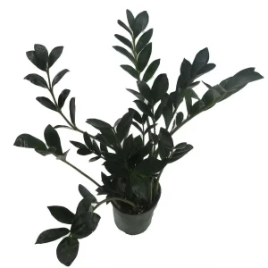Dwarf Black ZZ Plant - Zamioculcas Zamicro - 4 inch Pot Live Houseplant - Image 4