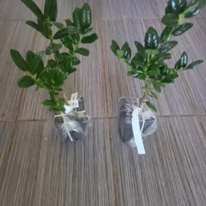 Dwarf Burford Holly Live Plant - 6-12