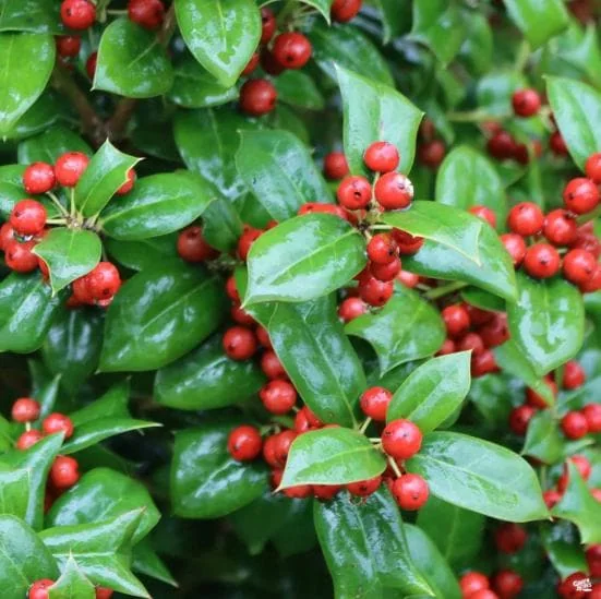 Dwarf Burford Holly Live Plant - 6-12" Tall, 1 Quart Pot, Evergreen Shrub - Image 2