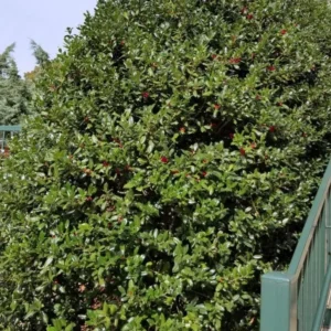 Dwarf Burford Holly Live Plant - 6-12