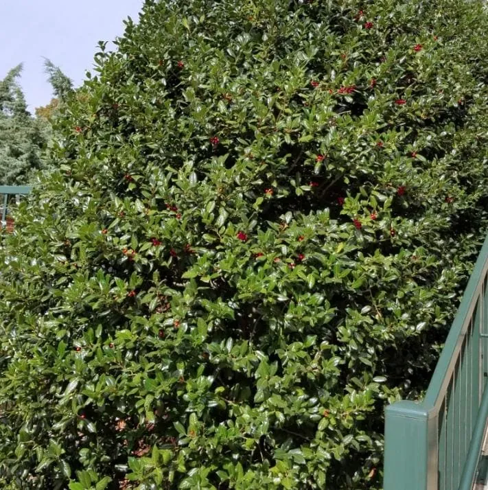 Dwarf Burford Holly Live Plant - 6-12" Tall, 1 Quart Pot, Evergreen Shrub - Image 4