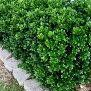 Dwarf Burford Holly Live Plant - 6-12