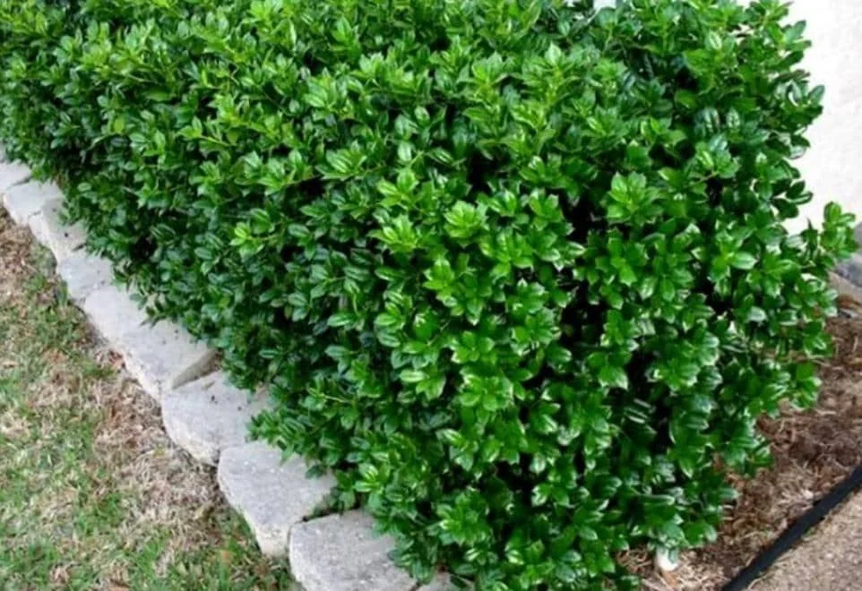 Dwarf Burford Holly Live Plant - 6-12" Tall, 1 Quart Pot, Evergreen Shrub - Image 6