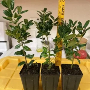 Dwarf Burford Holly Live Plant - 6-12