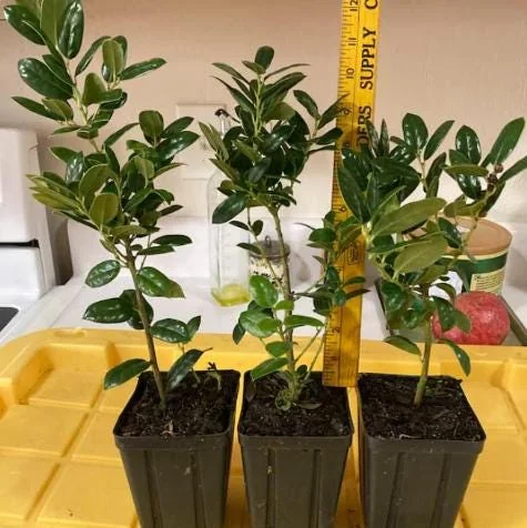 Dwarf Burford Holly Live Plant - 6-12" Tall, 1 Quart Pot, Evergreen Shrub - Image 7