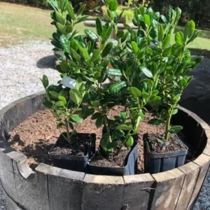 Dwarf Burford Holly Live Plant - 6-12