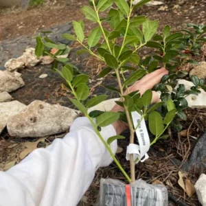 Dwarf Burford Holly Live Plant - 6-12