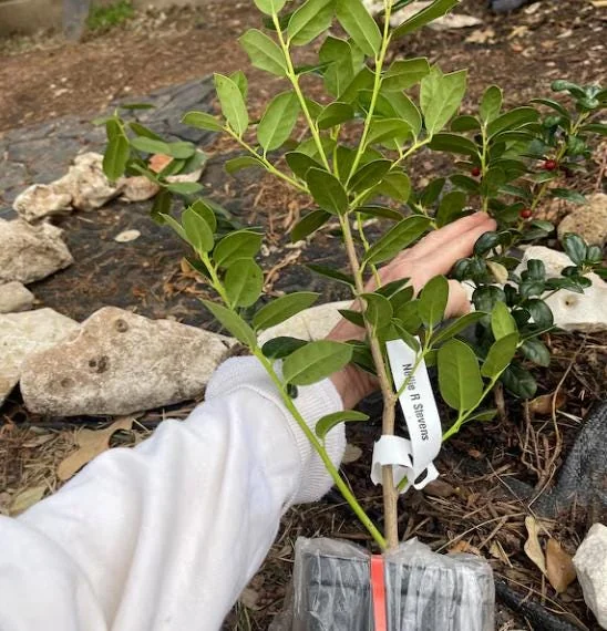 Dwarf Burford Holly Live Plant - 6-12" Tall, 1 Quart Pot, Evergreen Shrub - Image 9
