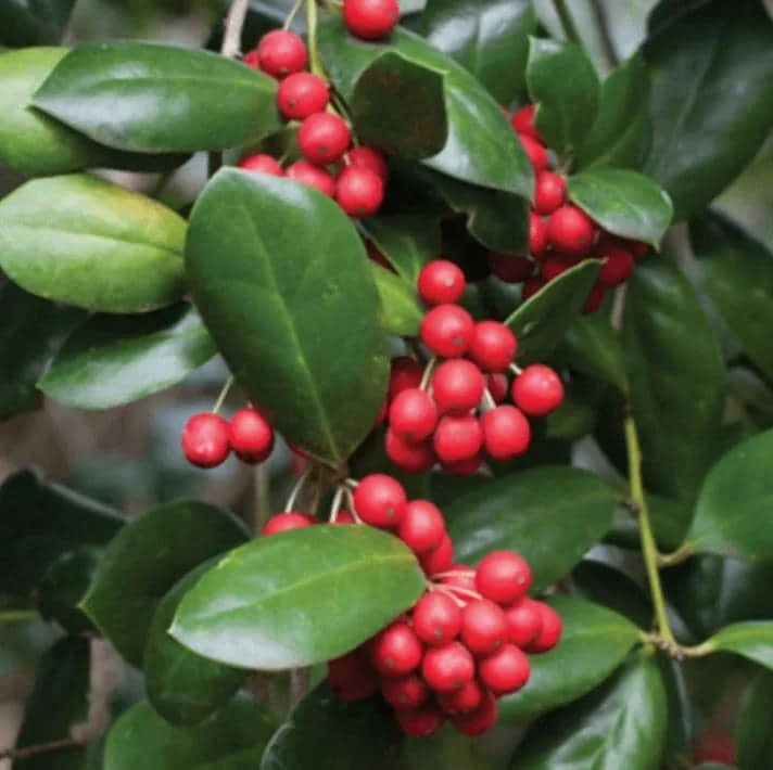 Dwarf Burford Holly Live Plant - 6-12" Tall, 1 Quart Pot, Evergreen Shrub - Image 1