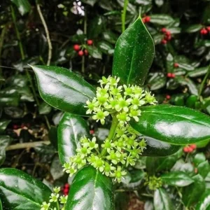 Dwarf Burford Holly Live Plant – Evergreen Shrub, Red Berries – 4-inch Pot - Image 3