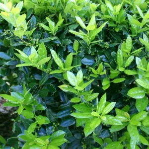 Dwarf Burford Holly Live Plant – Evergreen Shrub, Red Berries – 4-inch Pot - Image 5