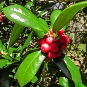 Dwarf Burford Holly Live Plant – Evergreen Shrub, Red Berries – 4-inch Pot - Image 1