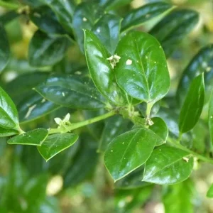 Dwarf Burford Holly Plant – Live Shrub – 3 inch Pot – 6-8 inch Tall – Outdoor - Image 1