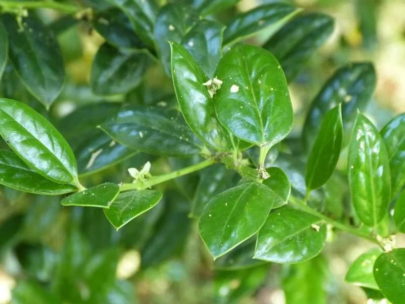 Dwarf Burford Holly Plant – Live Shrub – 3 inch Pot – 6-8 inch Tall – Outdoor - Image 1