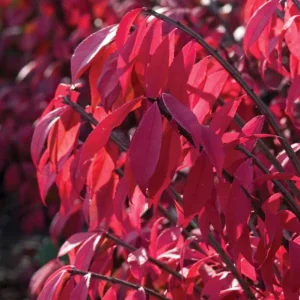 Dwarf Burning Bush Bare Root Plant – Euonymus alatus 'Compactus' – 6-12 inches Tall – Outdoor Shrub - Image 3