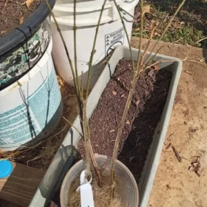 Dwarf Burning Bush Bare Root Plant – Euonymus alatus 'Compactus' – 6-12 inches Tall – Outdoor Shrub - Image 6