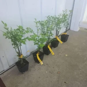 Dwarf Burning Bush Live Plant – 8-14