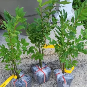 Dwarf Burning Bush Live Plant – 8-14