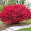 Dwarf Burning Bush Live Plant - Euonymus alatus - 10-14" Tall, 4in Pot - Image 1