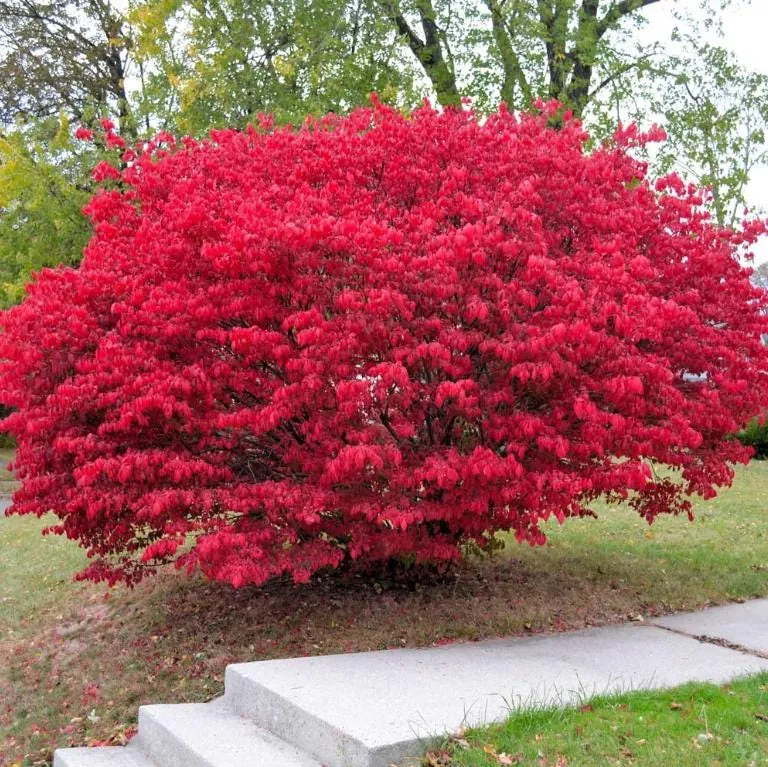 Dwarf Burning Bush Live Plant - Euonymus alatus - 10-14" Tall, 4in Pot - Image 1