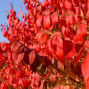Dwarf Burning Bush Live Plant - Euonymus alatus - 10-14