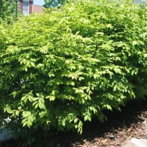Dwarf Burning Bush Live Plant - Euonymus alatus - 10-14