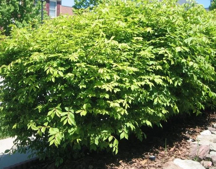Dwarf Burning Bush Live Plant - Euonymus alatus - 10-14" Tall, 4in Pot - Image 4