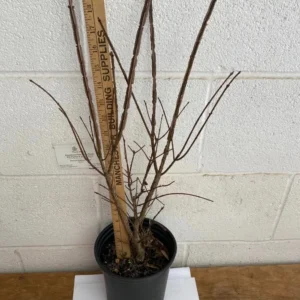 Dwarf Burning Bush Live Plant - Euonymus alatus - 10-14