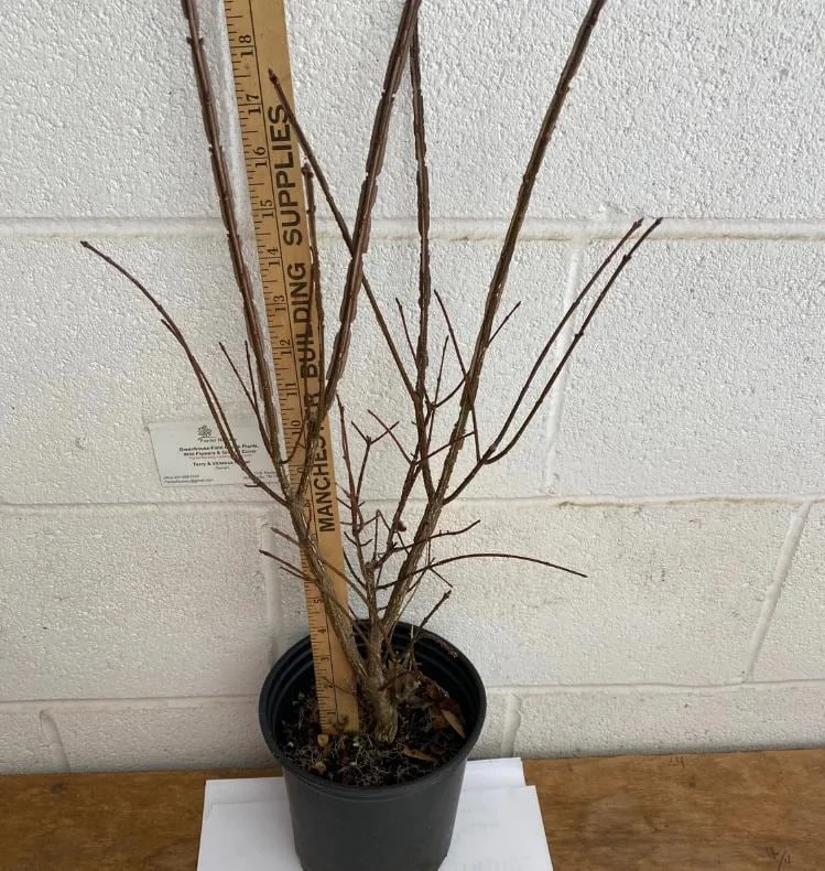 Dwarf Burning Bush Live Plant - Euonymus alatus - 10-14" Tall, 4in Pot - Image 6