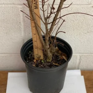 Dwarf Burning Bush Live Plant - Euonymus alatus - 10-14