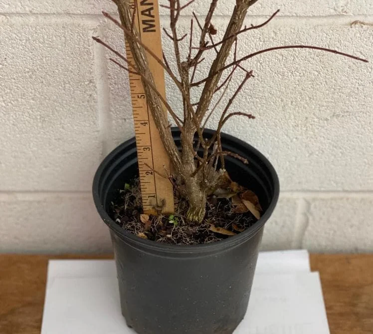 Dwarf Burning Bush Live Plant - Euonymus alatus - 10-14" Tall, 4in Pot - Image 7