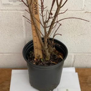 Dwarf Burning Bush Live Plant - Euonymus alatus - 10-14