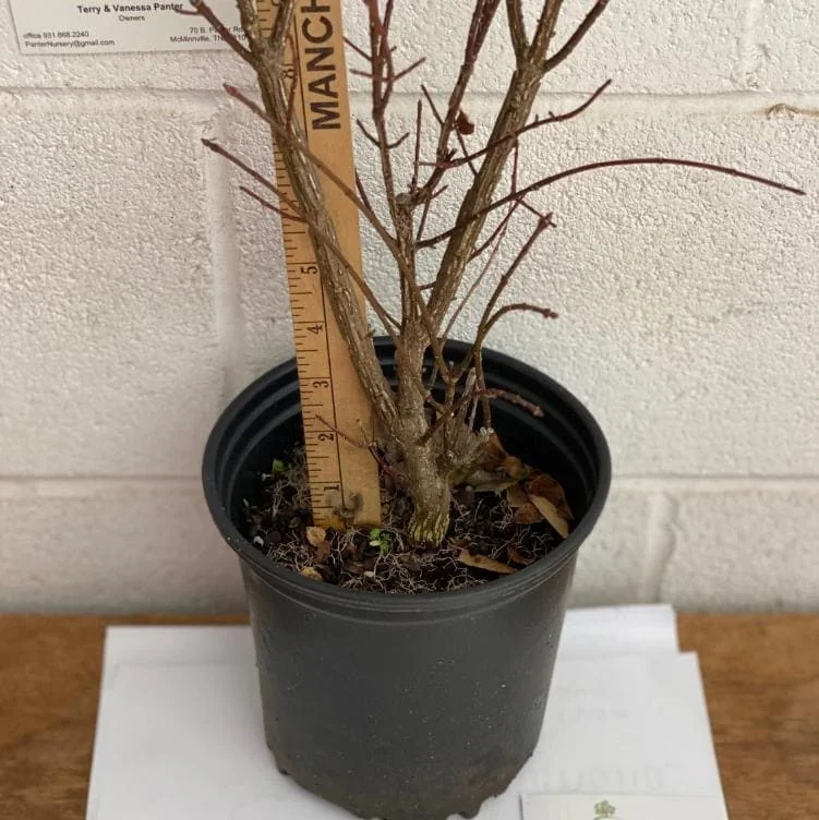 Dwarf Burning Bush Live Plant - Euonymus alatus - 10-14" Tall, 4in Pot - Image 8