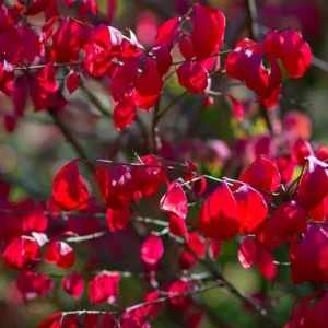 Dwarf Burning Bush Live Plant – Euonymus alatus ‘Compactus’ – 6-12