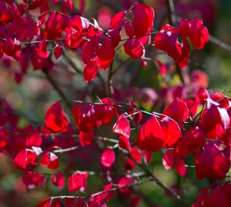 Dwarf Burning Bush Live Plant – Euonymus alatus ‘Compactus’ – 6-12" Tall - Image 2