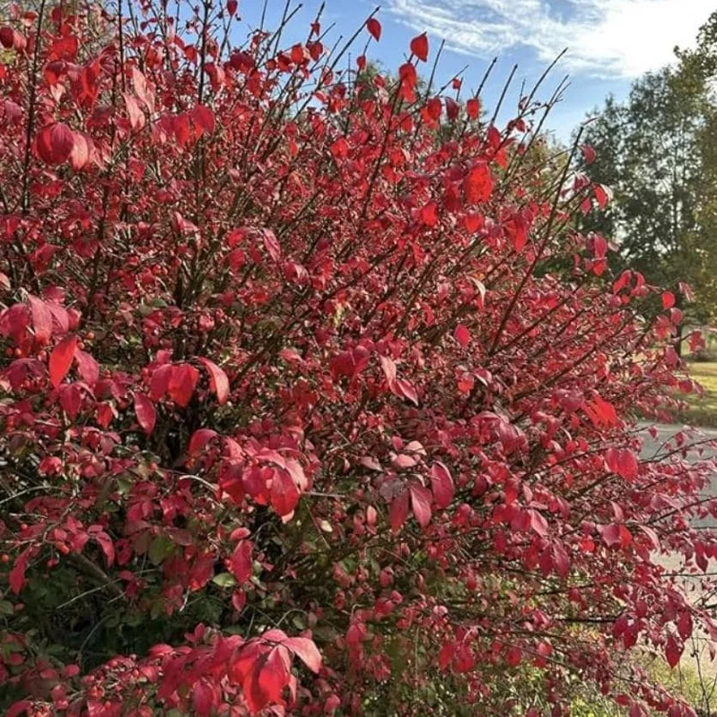 Dwarf Burning Bush Live Plant – Euonymus alatus ‘Compactus’ – 6-12" Tall - Image 3