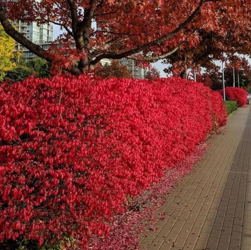 Dwarf Burning Bush Live Plant – Euonymus alatus ‘Compactus’ – 6-12" Tall - Image 4