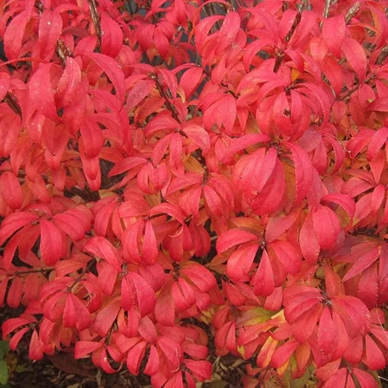 Dwarf Burning Bush Live Plant – Euonymus alatus ‘Compactus’ – 6-12" Tall - Image 5