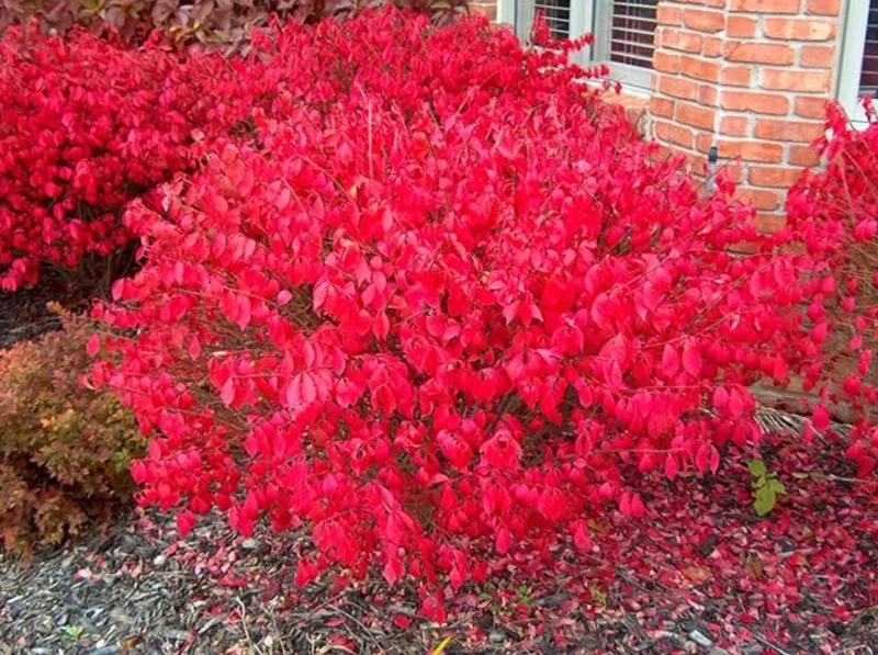 Dwarf Burning Bush Live Plant – Euonymus alatus ‘Compactus’ – 6-12" Tall - Image 6
