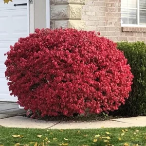 Dwarf Burning Bush Live Plant – Euonymus alatus ‘Compactus’ – 6-12