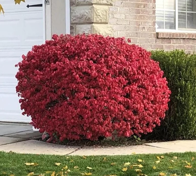 Dwarf Burning Bush Live Plant – Euonymus alatus ‘Compactus’ – 6-12" Tall - Image 7