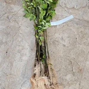 Dwarf Burning Bush Live Plant – Euonymus alatus ‘Compactus’ – 6-12