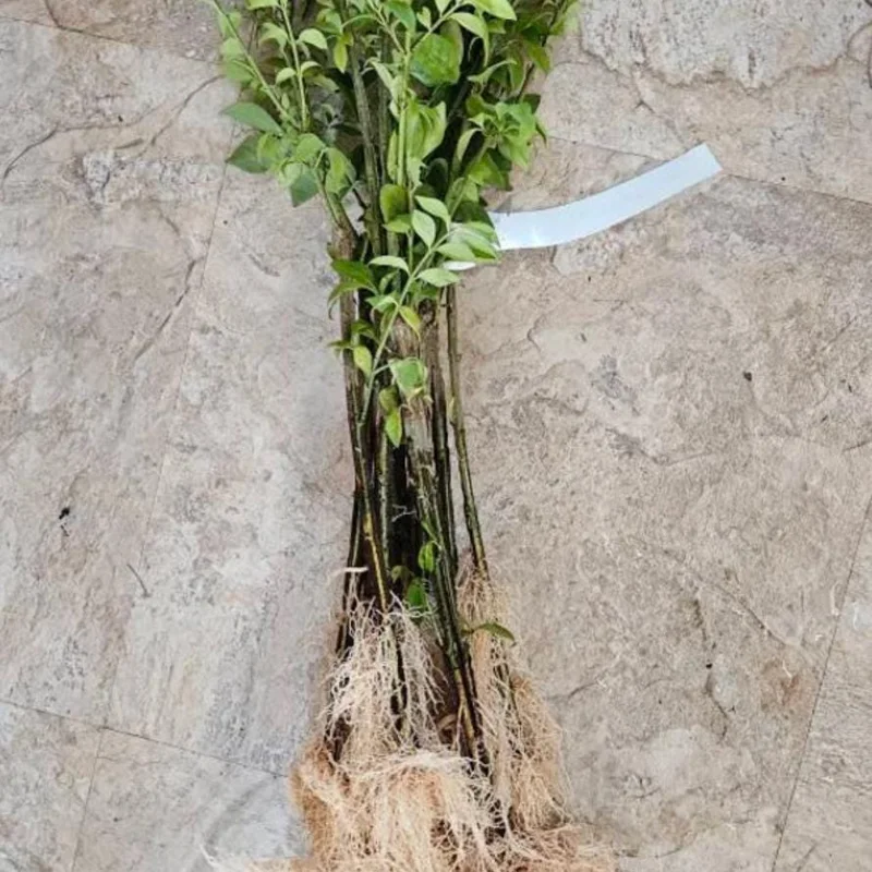 Dwarf Burning Bush Live Plant – Euonymus alatus ‘Compactus’ – 6-12" Tall - Image 8