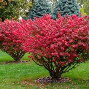 Dwarf Burning Bush Live Plant – Euonymus alatus ‘Compactus’ – 6-12" Tall - Image 1