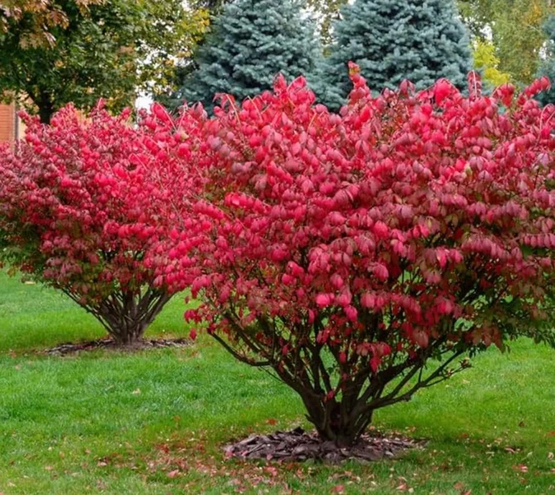 Dwarf Burning Bush Live Plant – Euonymus alatus ‘Compactus’ – 6-12" Tall - Image 1